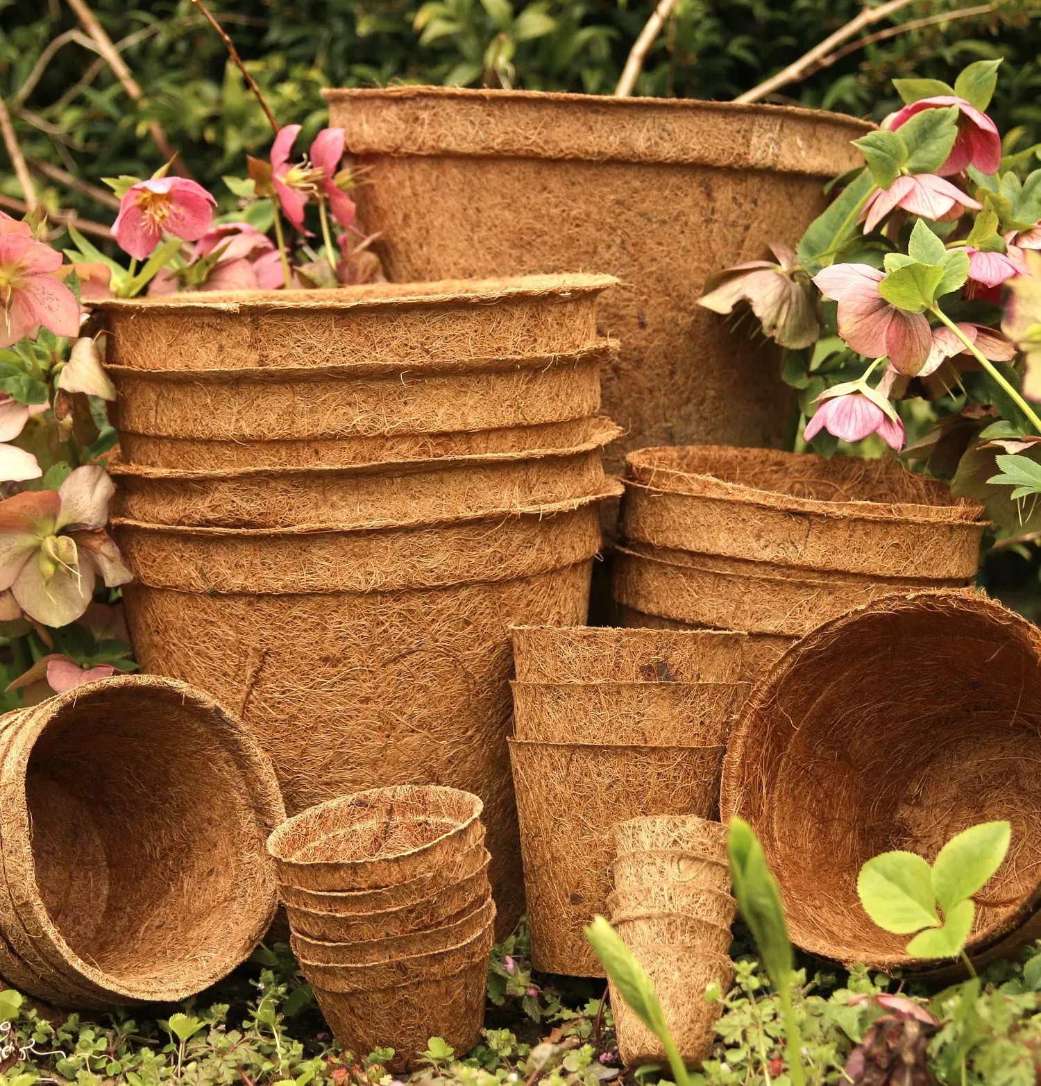 Moulded coir pots in a range of sizes among planting